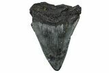 Bargain, Fossil Megalodon Tooth - South Carolina #368495-1